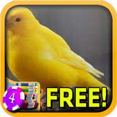 Canary Slots - Free