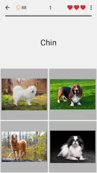 Cani - Foto-quiz sulle razze canine popolari Screen Shot 3