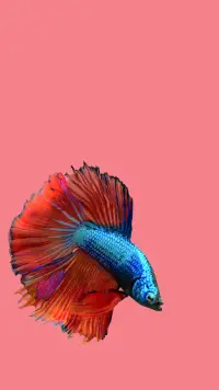Betta Fish 3D Lite Screen Shot 4