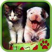 Cats And Dogs Games