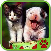 Jogo de Gato e Cachorro