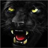 Black panther ferocious
