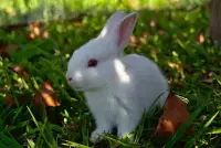 Beautiful and cute bunny puzzle - free Screen Shot 8