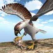 American Falcon Wild Sim 2016