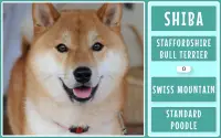 Dog Breeds Game: Ultimate Dog Breed Knowledge Test Screen Shot 8