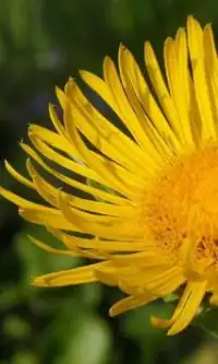 Elecampane Fiori Jigsaw Puzzle Screen Shot 1