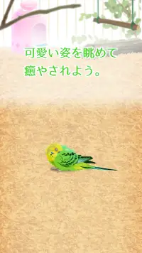 癒しのインコ育成ゲーム Screen Shot 5