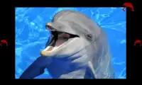 Delfiny i zabawy dla dziecka Screen Shot 4