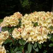 Azalea Jigsaw Puzzles