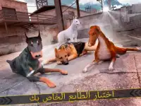 كلبي الظاهري . سباق الحيوانات Screen Shot 7