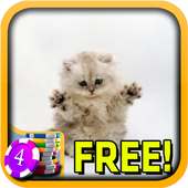 3D Cute Kitty Slots - Free