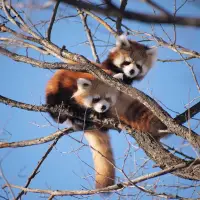 Red Pandas Puzzle Switch FREE Screen Shot 2