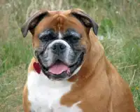 Boxer Dogs Jigsaw Puzzles Screen Shot 3