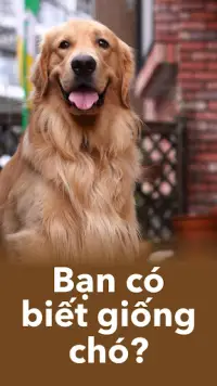 Chó giống Đoán chó - Giống trò chơi ứng dụng định Screen Shot 0