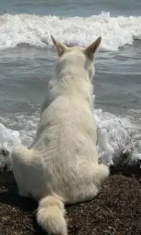 مدهش الكلب بانوراما الألغاز Screen Shot 1