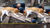 틀린그림찾기 : 고양이 퍼즐2 Screen Shot 3
