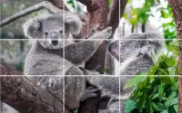 Tile Puzzle - Bears Screen Shot 6