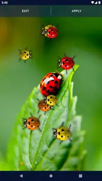 Cute Ladybug Live Wallpaper Screen Shot 5