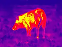 Infrared New Camera: New Thermal Vision Screen Shot 1