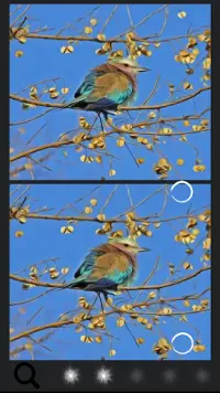 Spot the Difference Birds Screen Shot 9