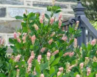 Clethra Flowers Jigsaw Puzzle Screen Shot 3