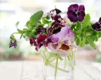 Pansies Flowers Jigsaw Puzzle Screen Shot 4
