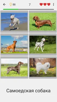 Собаки - Фото-тест про популярные породы собак Screen Shot 0