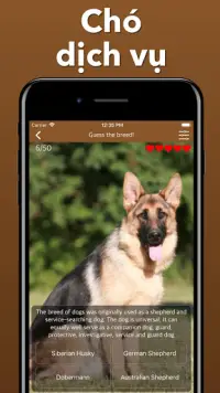 Chó giống Đoán chó - Giống trò chơi ứng dụng định Screen Shot 6