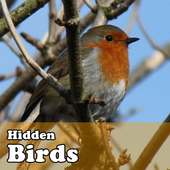 Hidden Object Games - Birds