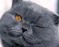 قطط جميلة بانوراما الألغاز Screen Shot 3