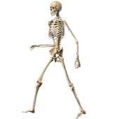 Skeleton Ragdoll, Walking dead