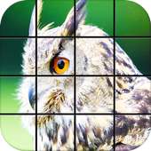 Owl Puzzle Games
