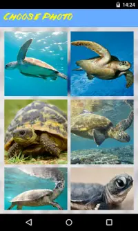 Turtle Jigsaw Puzzle Screen Shot 0