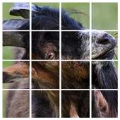 Goat Pictures-Baby Goats Puzzle Game