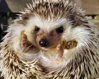 Hedgehog Puzzle Screen Shot 2