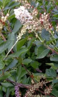 Clethra Flowers Jigsaw Puzzle Screen Shot 2