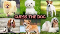 Dog quiz game Screen Shot 2