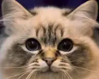 Teka-teki Jigsaw Cute Cat Photo Screen Shot 3