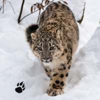 Snow Leopard Chase Simulator