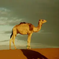 Camels Jigsaw Puzzles Screen Shot 0