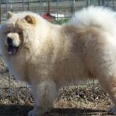 Chow Chow Dogs Jigsaw Puzzles