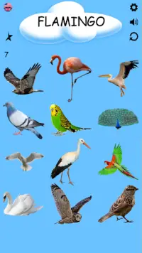 Kuşlar - Kuş Türleri - Kuş İsimleri Screen Shot 3
