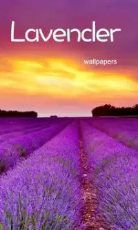 Romantic Lavender Wallpapers Screen Shot 0