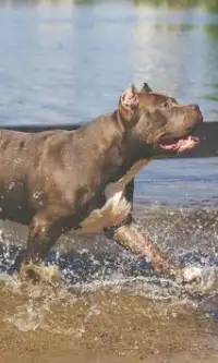 Pitbull Dogs Jigsaw Puzzles Game Baru Screen Shot 2