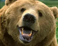 Бурый медведь Игра Пазл Screen Shot 4