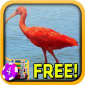 Ibis Slots - Free