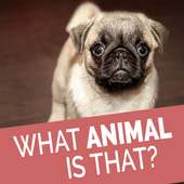 Animal Quiz - Quess The Animal