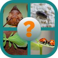 identificar insectos por fotos quiz