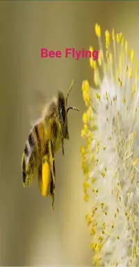 Bee Flying Screen Shot 1