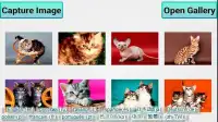 猫、子猫パズル Screen Shot 5